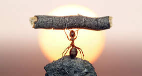 Ants Have Graveyards