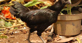 There’s a rare breed of chicken called Ayam Cemani that’s completely black. They have black plumage,