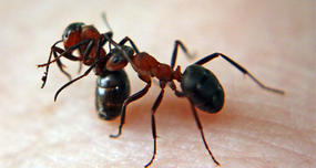 Ants Look After Their Drunk Comrades