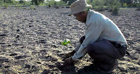 Jadav Payeng: The Indian Man Man Who Grew an Entire Forest