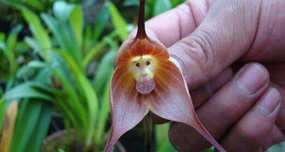 The Monkey-Faced Orchid