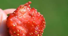 Wash Your Strawberries, Otherwise You May Be Eating White Bugs