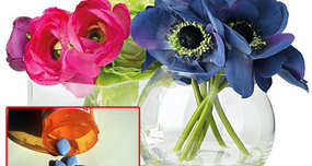 Viagra Makes Cut Flowers Stand up Straight for Week